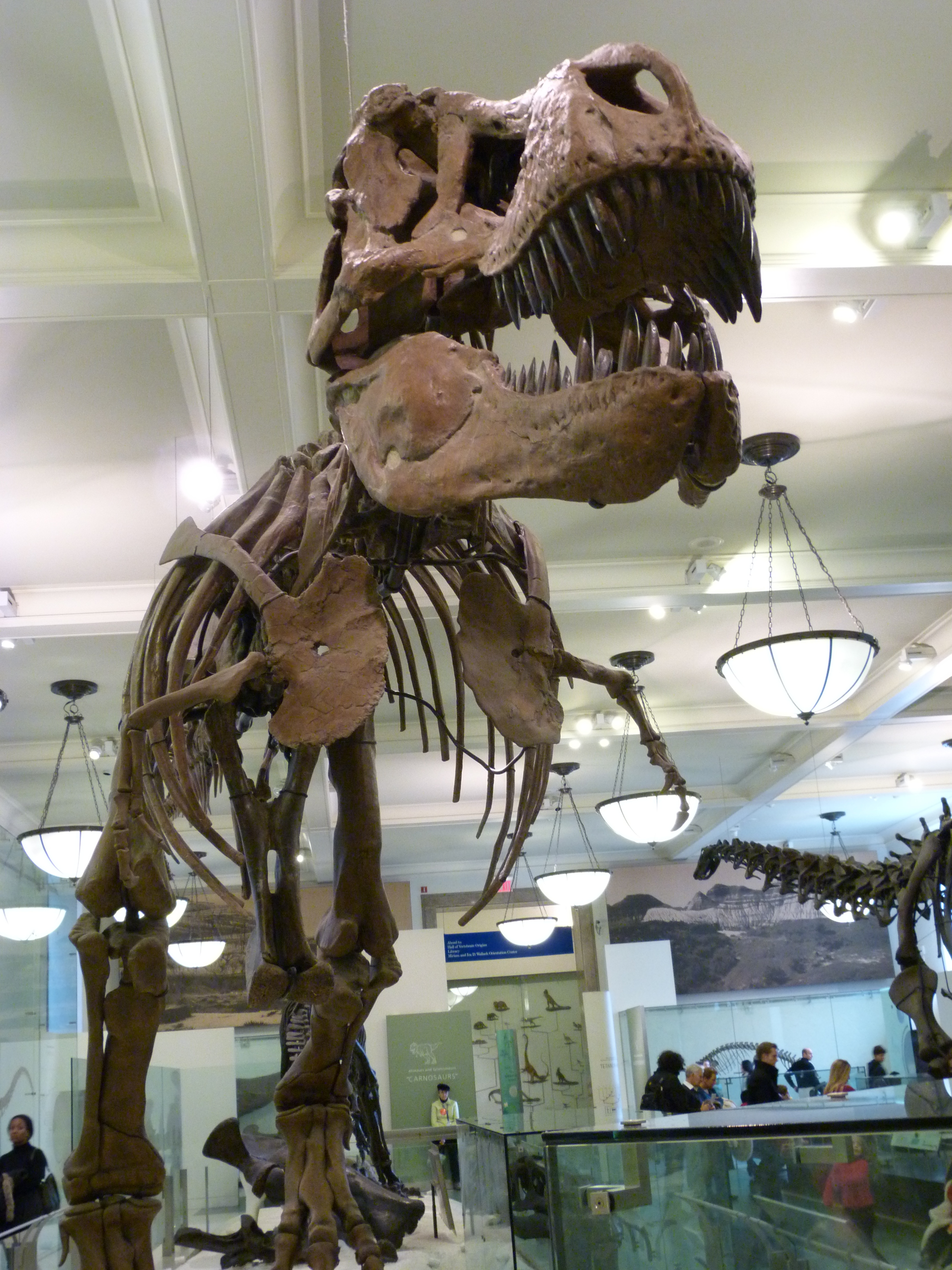 SuperSaurius Neuyorkinasius