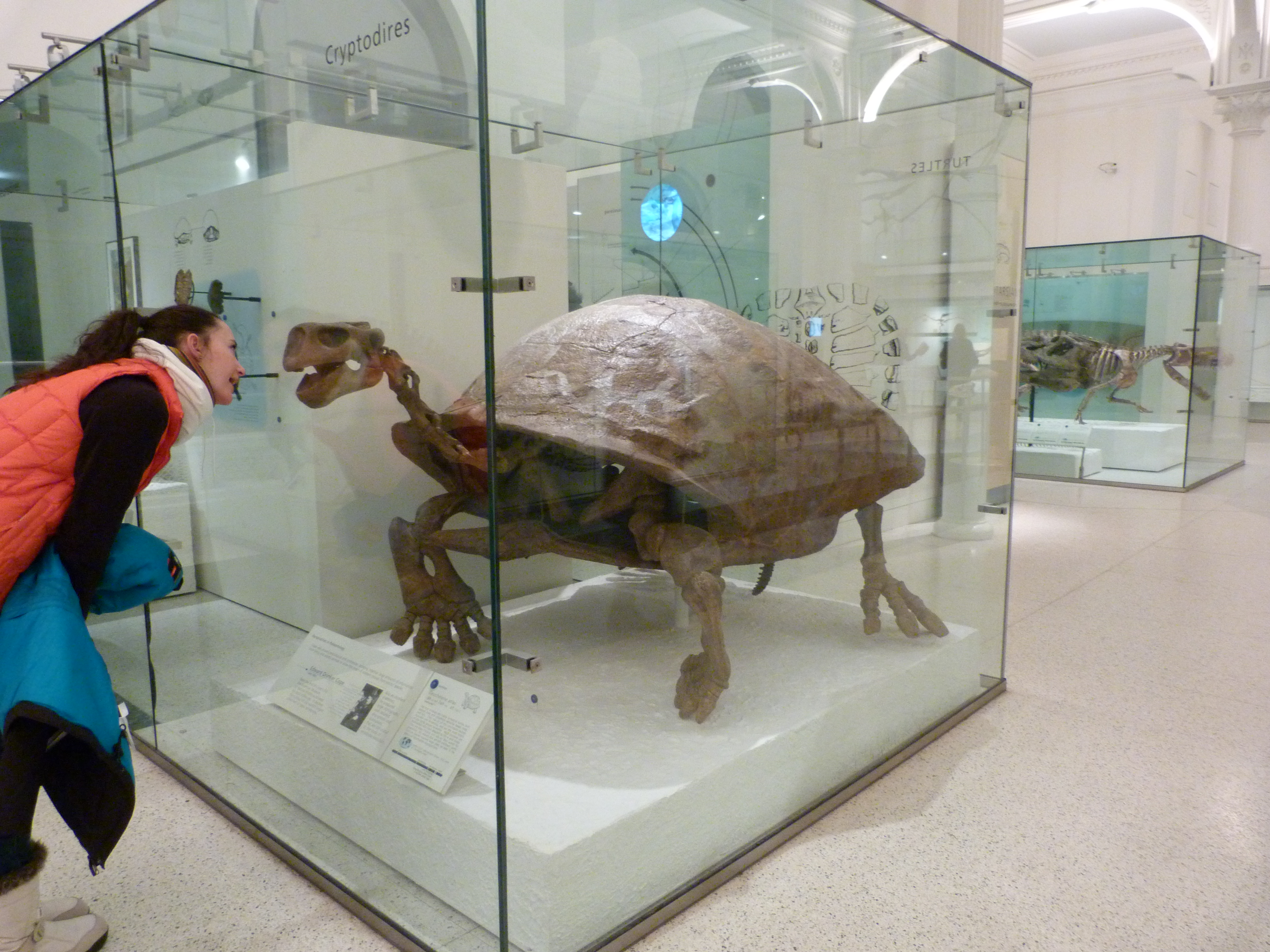 La Tortuga no puede ayudarme