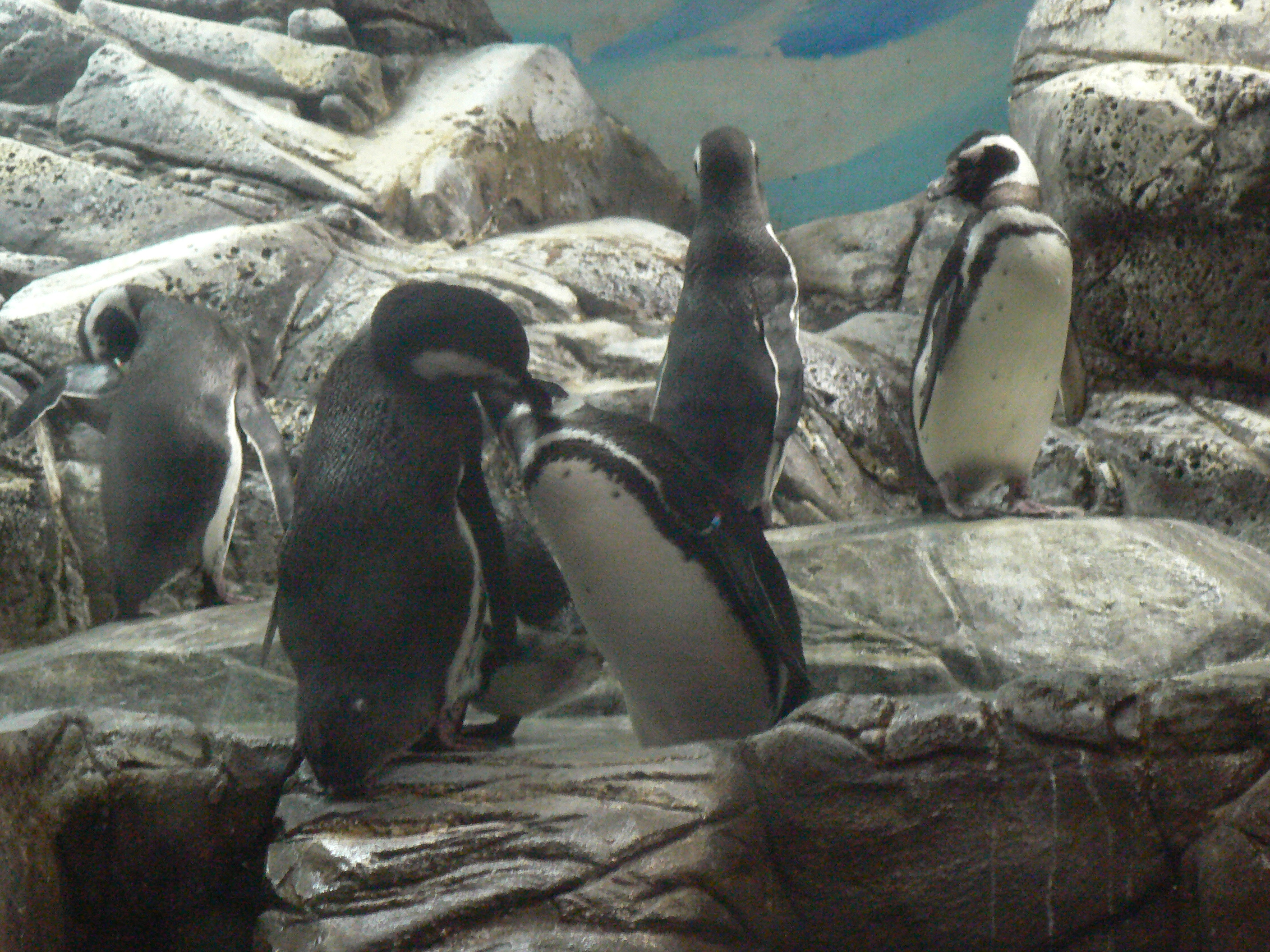 Pingüinos